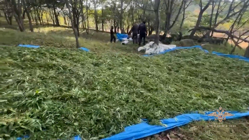 Задержаны подозреваемые в незаконной охоте и покушении на сбыт крупной партии марихуаны