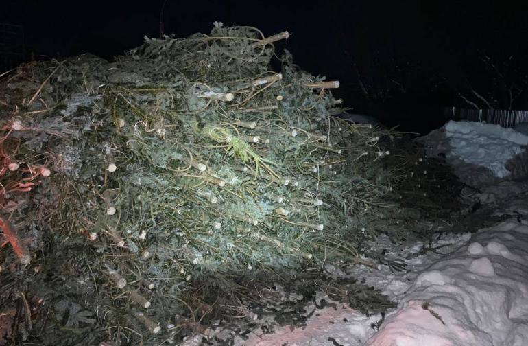 Пятерых жителей Хабаровского края будут судить за незаконную рубку новогодних елей на 5,5 млн рублей