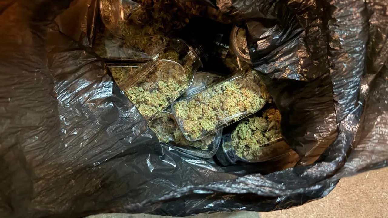 У двух наркоагрономов из Красноярска полицейские изъяли 152 куста конопли и более 10 кг частей каннабиса