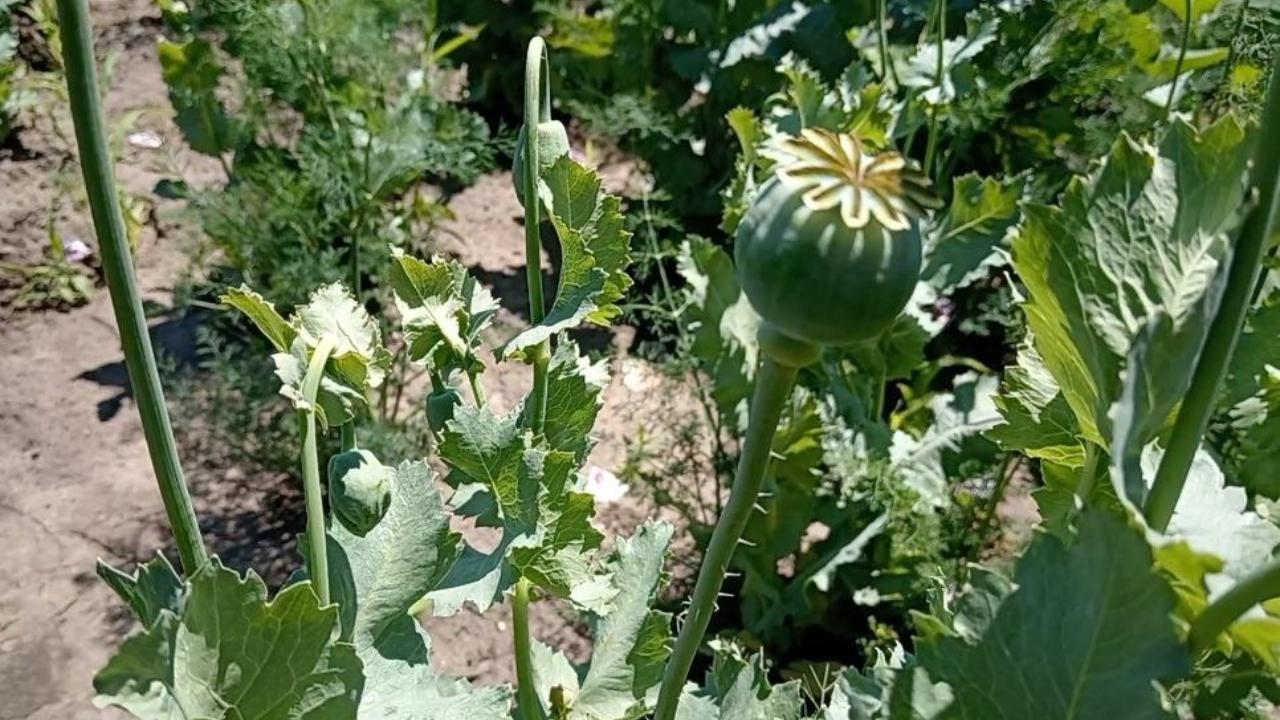 В Запорожской области полицейские пресекли незаконную культивацию снотворного мака