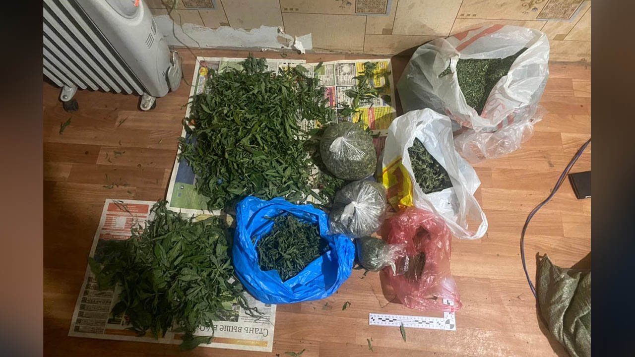 В Ленобласти задержаны садоводы, замаскировавшие культивирование конопли под выращивание лука