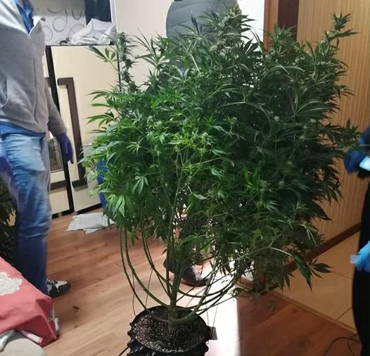 В Красноярском крае за распространение партии марихуаны задержан наркоделец