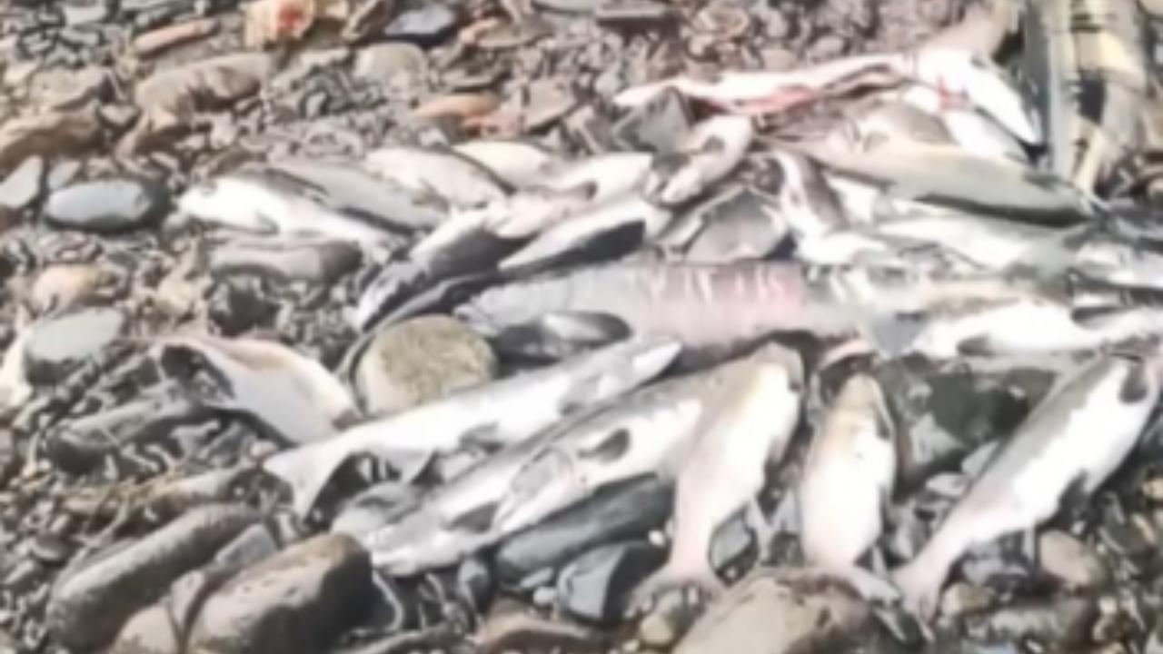 Магаданские полицейские задержали двух браконьеров, незаконно выловивших 65 кет и 27 горбуш