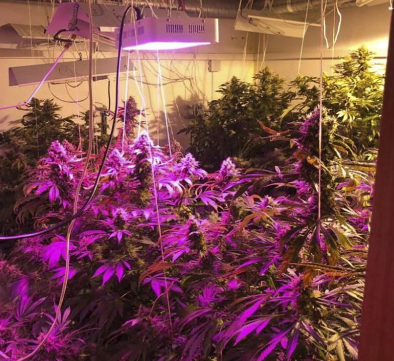 Во Владимирской области оперативники пресекли деятельность подпольной плантации конопли