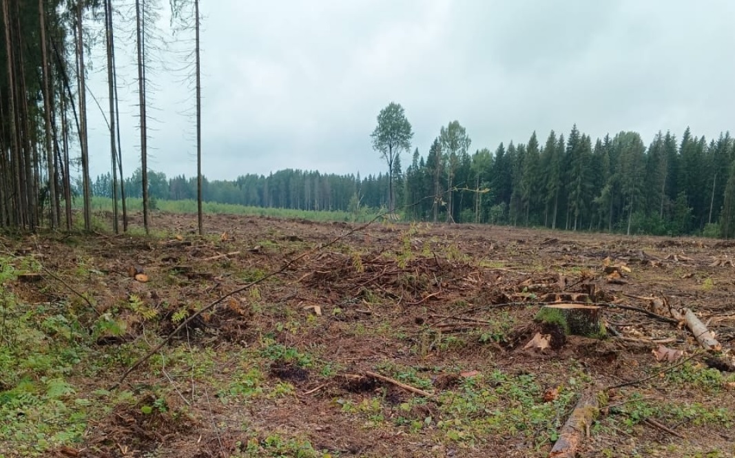 В Тверской области задержан подозреваемый в незаконной рубке леса на сумму свыше 14 млн рублей