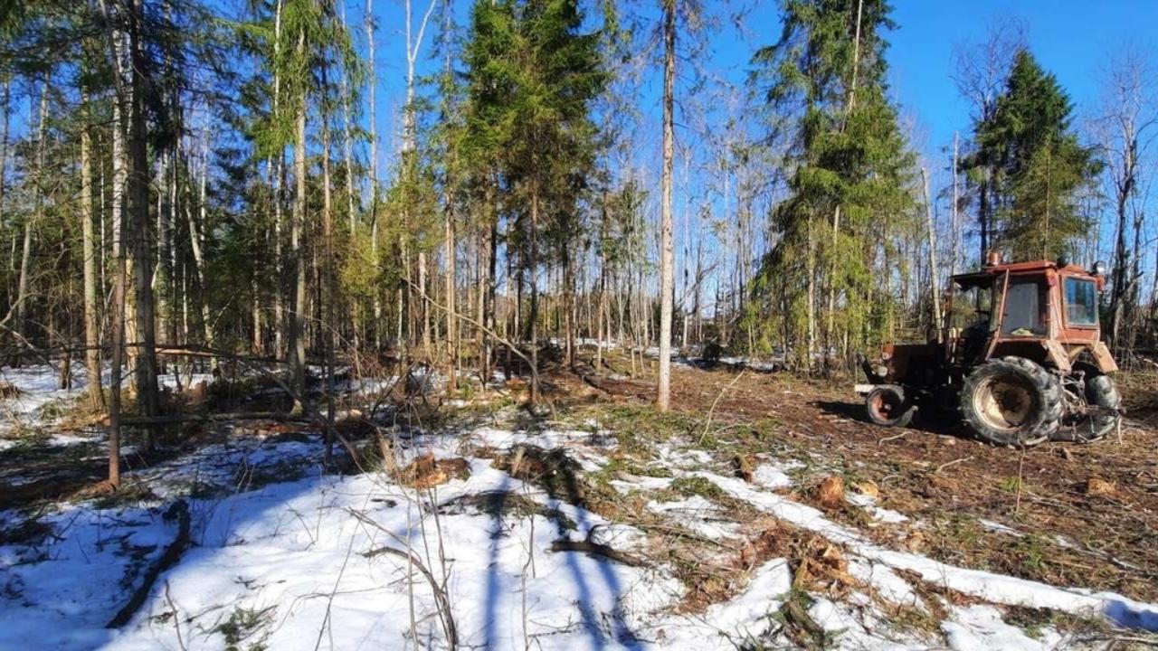 Вологодский «чёрный лесоруб» признался полиции, что незаконно спилил 108 деревьев, чтобы продать на дрова