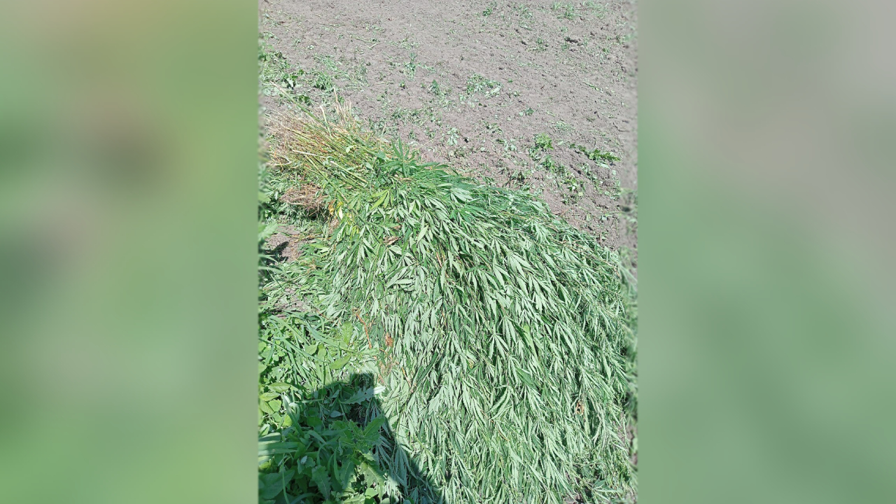 В Херсонской области полицейские изъяли 200 кустов конопли с садового участка жителя села Великие Копани