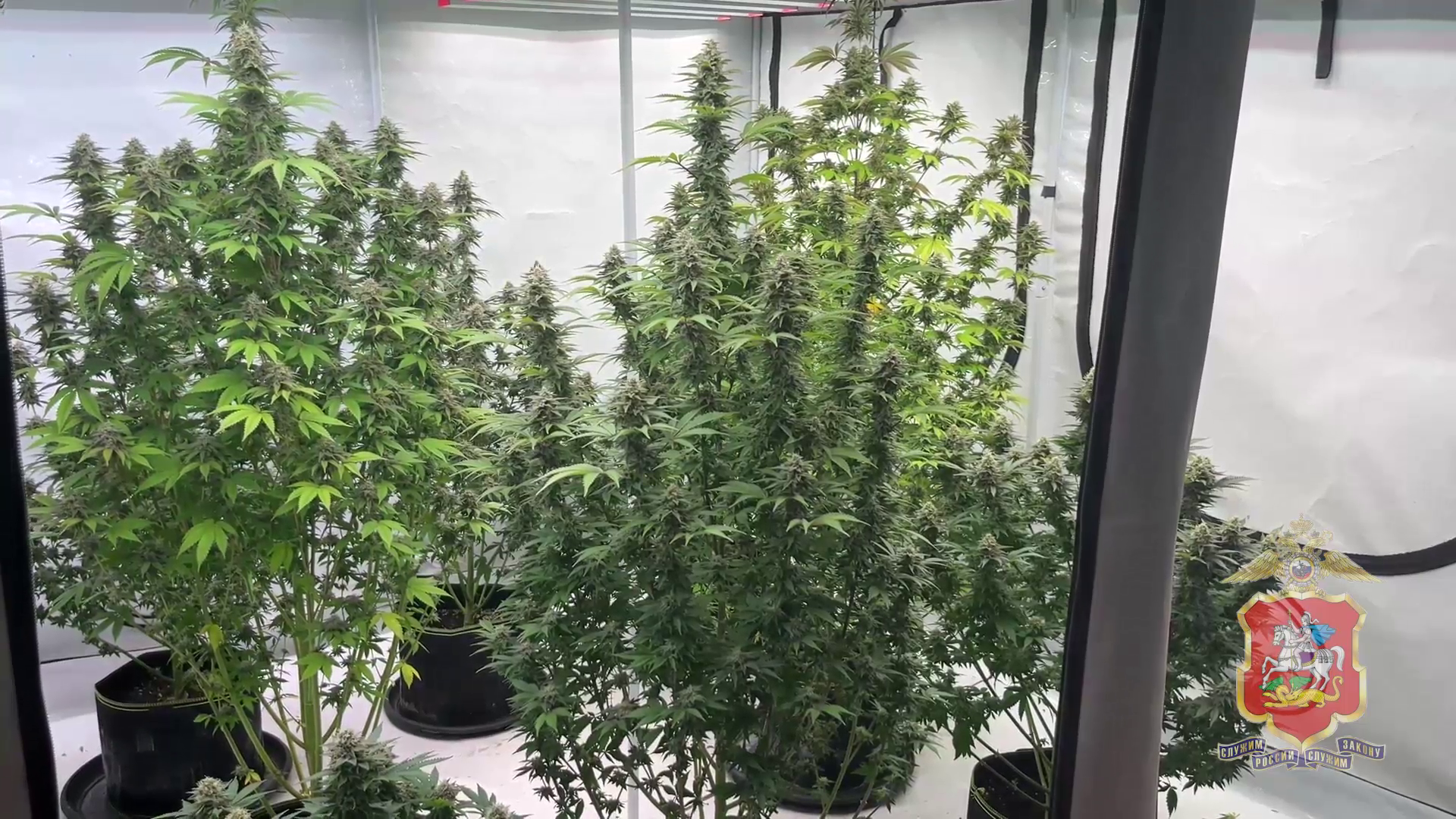 Подмосковные полицейские задержали наркоагронома, выращивавшего с целью сбыта коноплю в своём доме