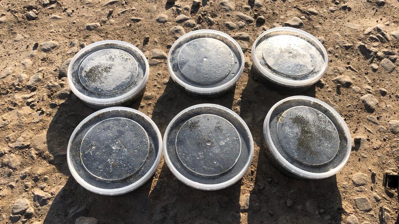 Трое жителей Хабаровского края уличены полицией в незаконной добыче осетра и чёрной икры