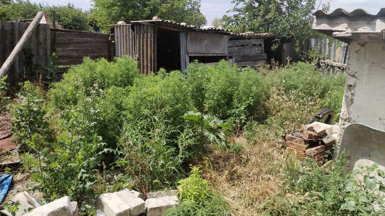 В Чаплынском районе Херсонской области полицейские обнаружили плантацию конопли