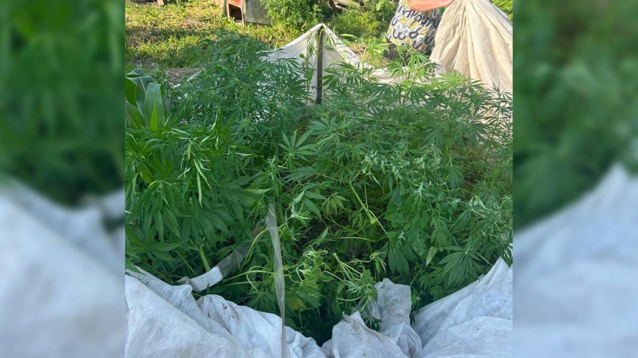 В Хабаровском крае полицейские выявили два факта незаконного культивирования мака и конопли