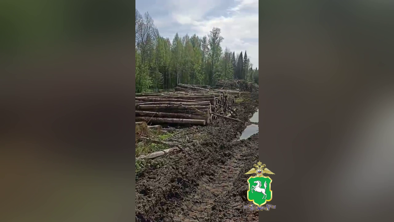 Полиция устанавливает лиц, незаконно спиливших свыше 3000 деревьев у Кузовлевского тракта в Томске