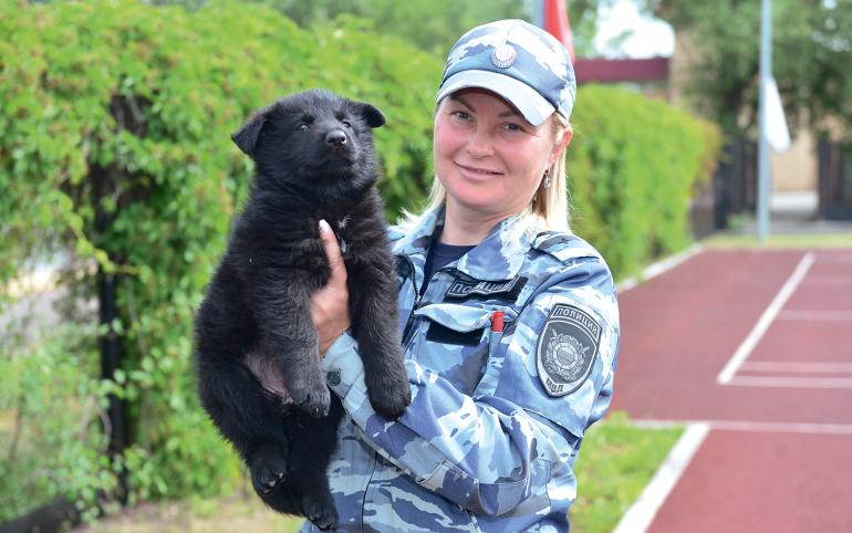 Когда хвостики виляют