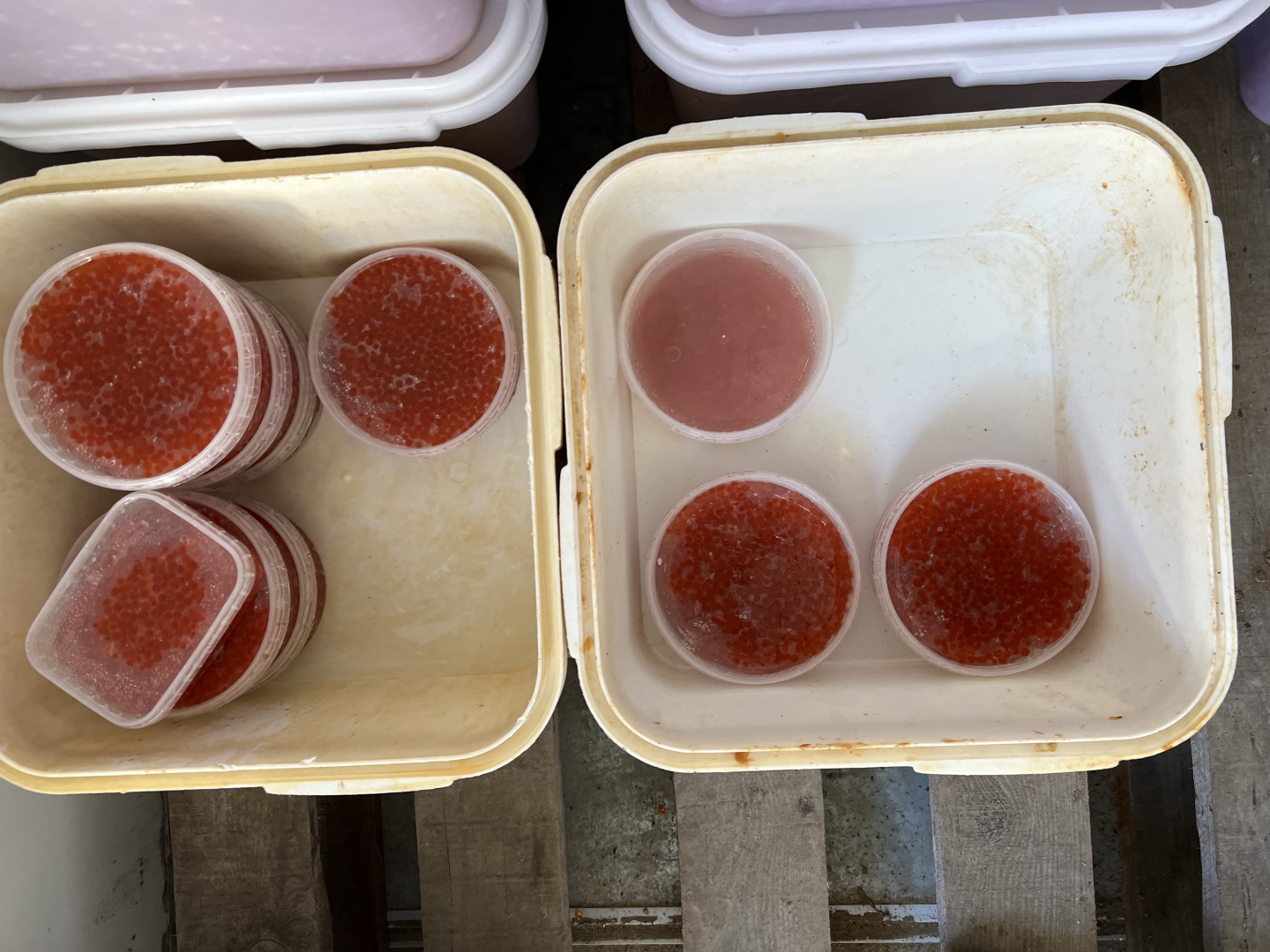 На Сахалине за торговлю рыбной продукцией без маркировки осуждены гендиректор и бухгалтер фирмы