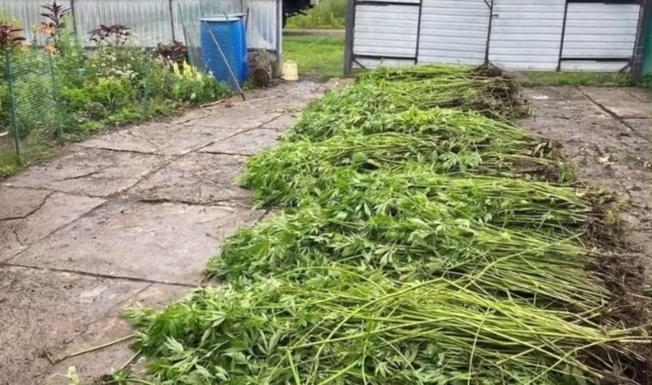 За выращивание более двух тысяч кустов конопли будут судить жителя Приморского края