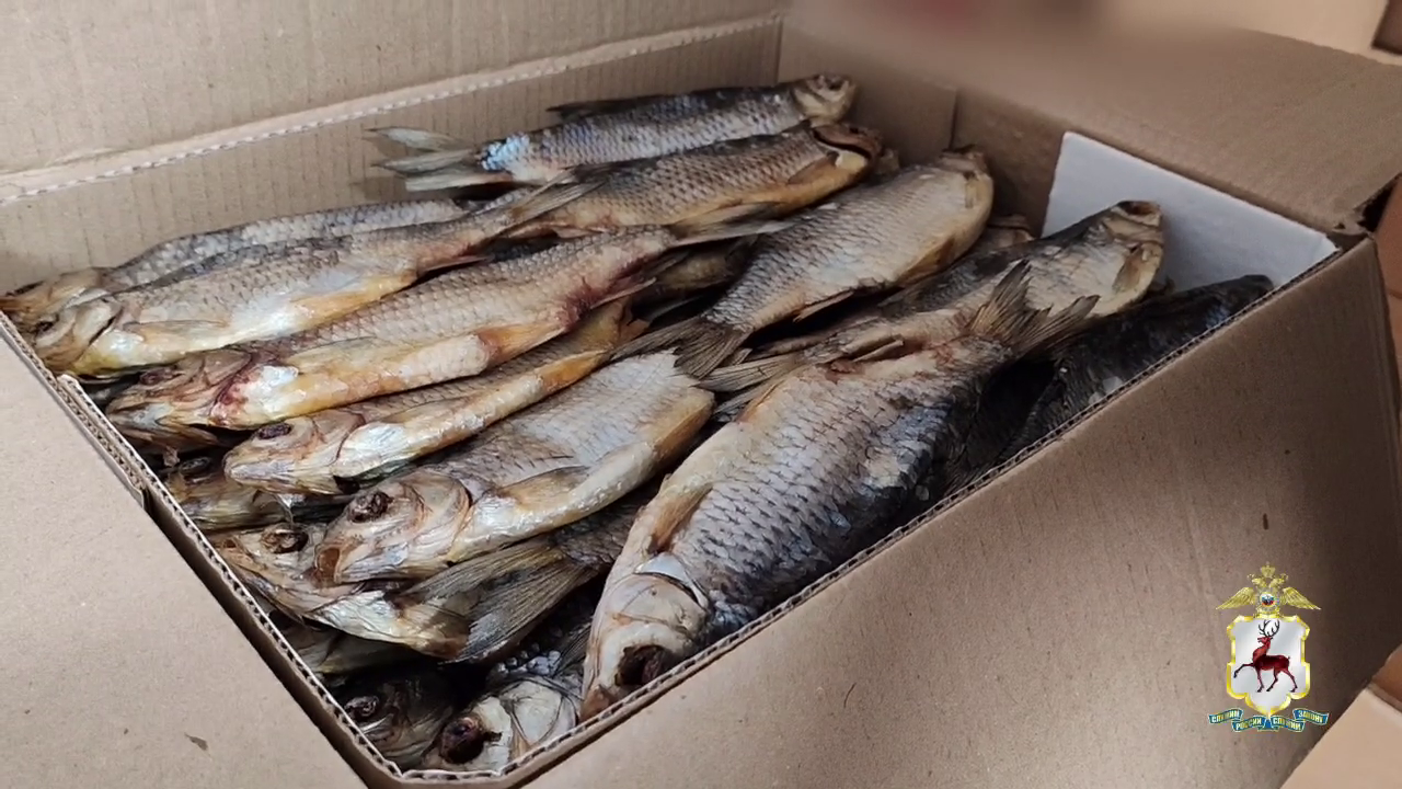 Выявленный полицией торговец немаркированной вяленой рыбой ожидает суда в Нижегородской области