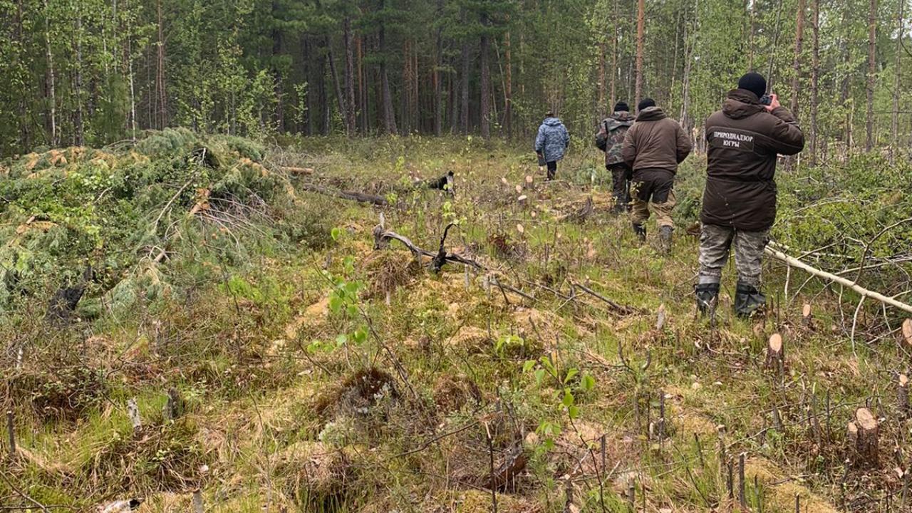 В Югре за вырубку деревьев вне своих делянок привлекают к ответственности гендиректора фирмы