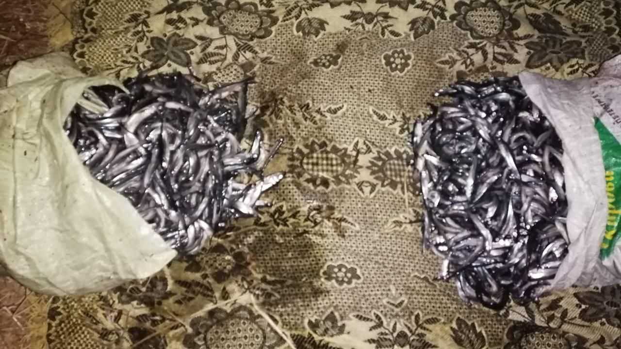 В Карелии полицейские задержали браконьеров, выловивших более 9 тысяч особей корюшки