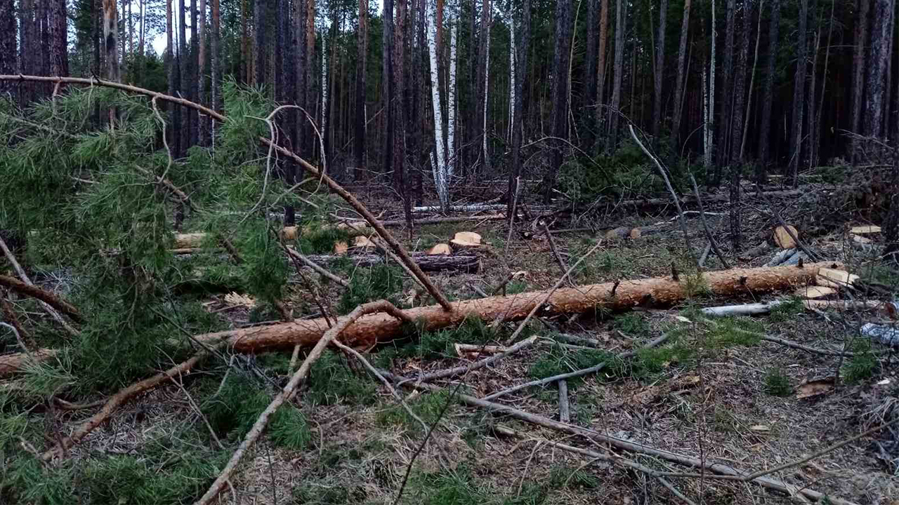 В Иркутской области полицейскими пресекли незаконную заготовку деловой древесины