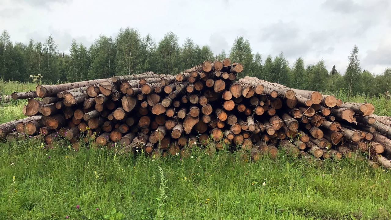 Житель Тверской области предстанет перед судом за незаконную рубку деревьев на 10 миллионов рублей