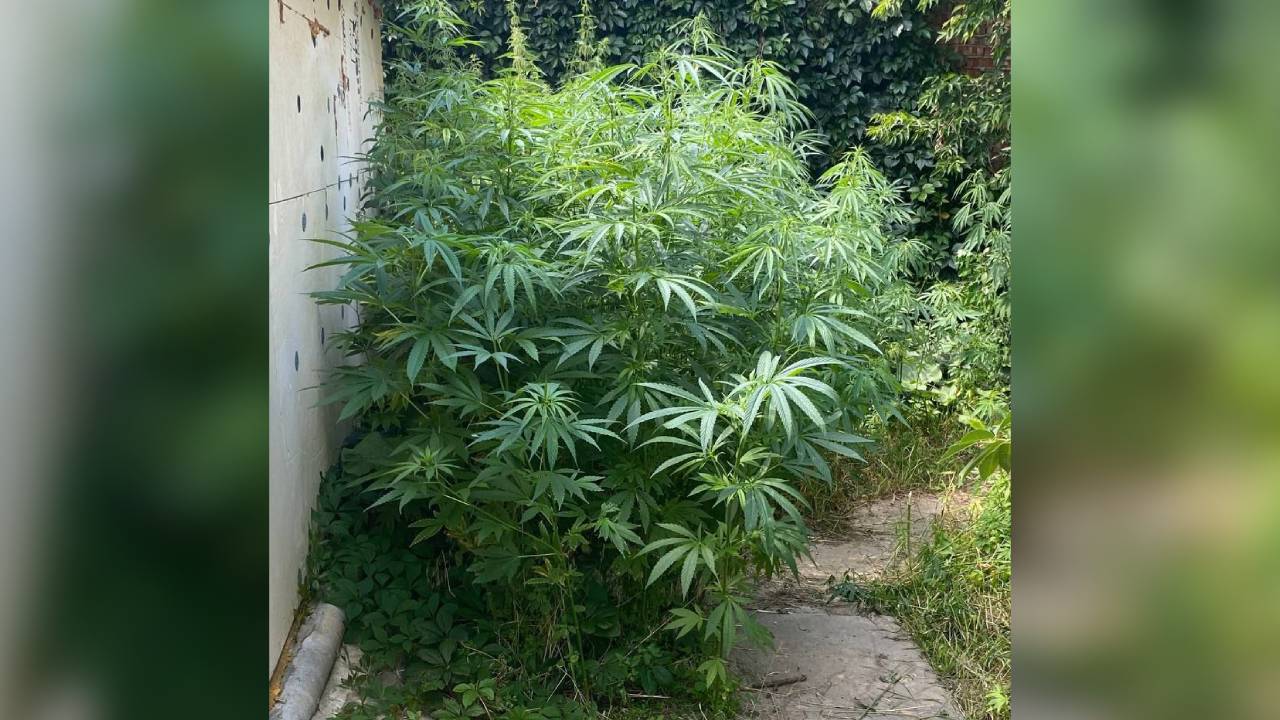 В Белгороде полицейские задержали наркоагронома, вырастившего 530 кустов конопли на своём участке