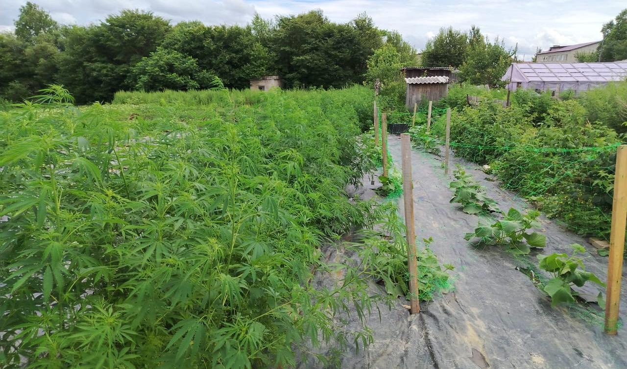Жительница Хабаровского края, вырастившая 720 кустов конопли на корм скоту, привлекается к ответственности