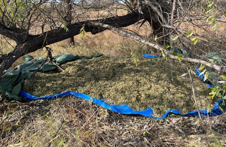В Приамурье полицейские изъяли у пятерых местных жителей более 115 кг заготовленной для себя марихуаны