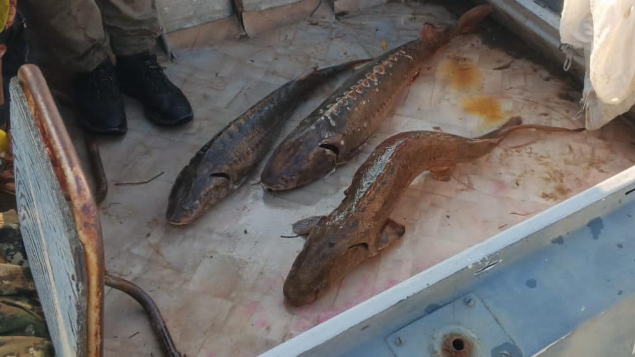 В Югре транспортной полицией задержан рыбак по подозрению в незаконной ловле краснокнижного осетра