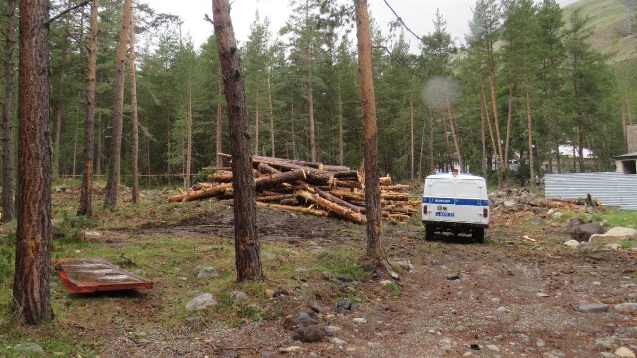 Житель Кабардино-Балкарии предстанет перед судом за незаконную рубку сосен на 6,2 млн рублей