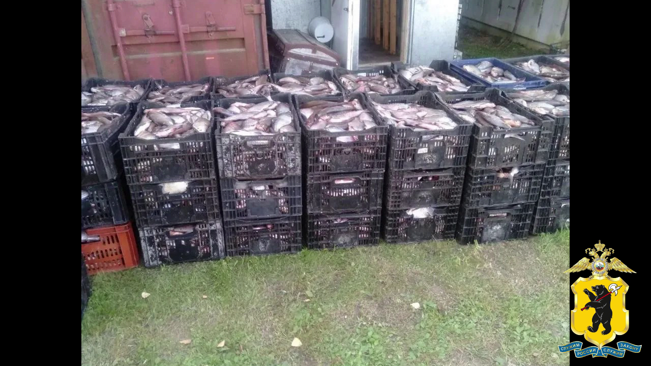 Ярославский бизнесмен стал фигурантом уголовного дела о незаконном обороте браконьерской рыбы