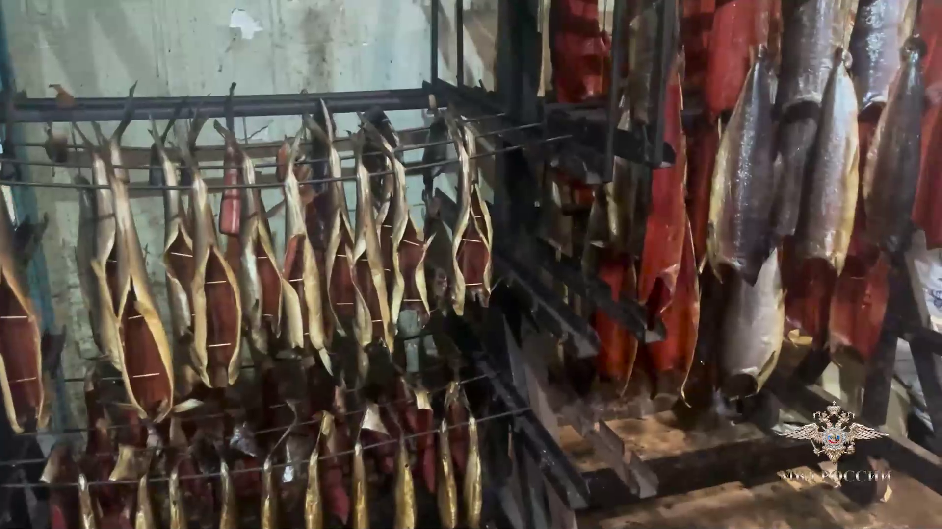 Ирина Волк: На Камчатке полицейские пресекли незаконный оборот рыбной продукции