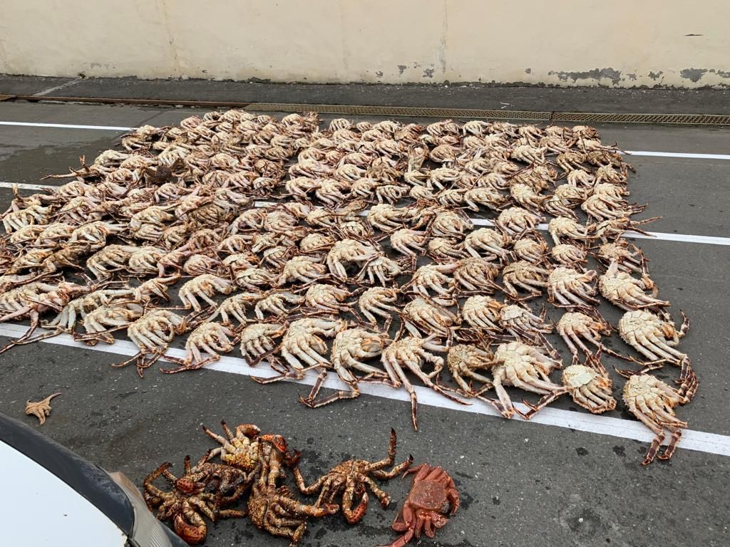 На Сахалине окончено расследование дела о незаконной добыче крабов на сумму более 2,8 млн рублей