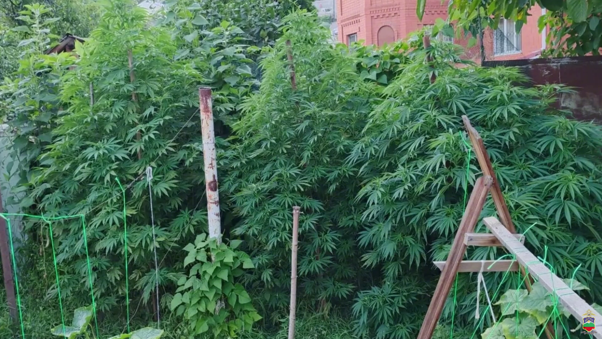 На участке и в доме жителя Карачаевска полицейские обнаружили 35 кустов конопли и марихуану