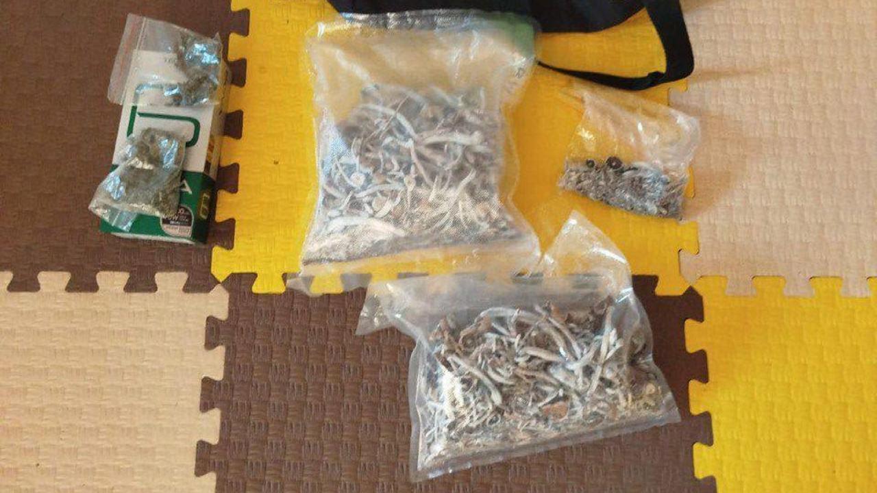 Деятельность троих торговцев галлюциногенными грибами и марихуаной пресекла полиция в Красноярске