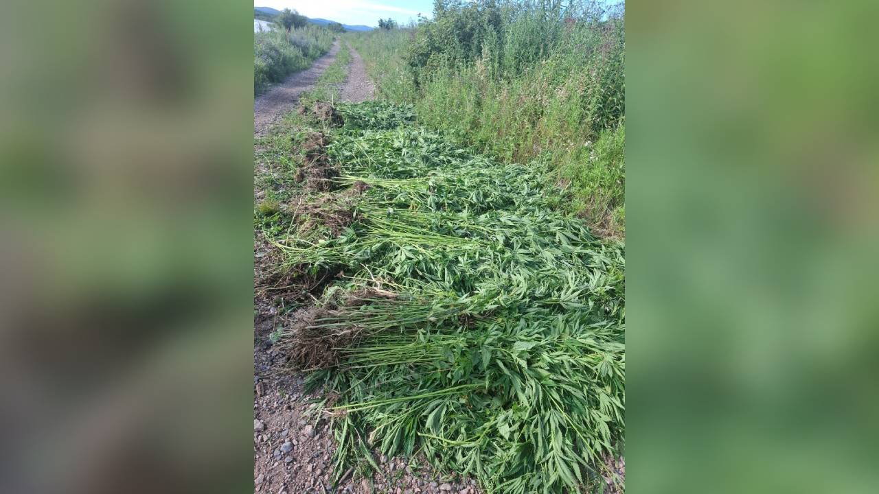 В двух районах Хабаровского края полицейские уничтожили более 3500 кустов дикорастущей конопли