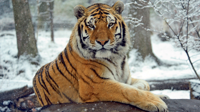 С кошачьей осторожностью