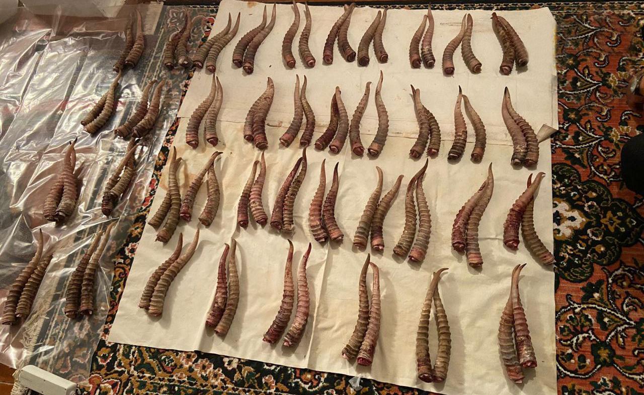 Полицейские Калмыкии установили причастных к незаконной добыче краснокнижных сайгаков