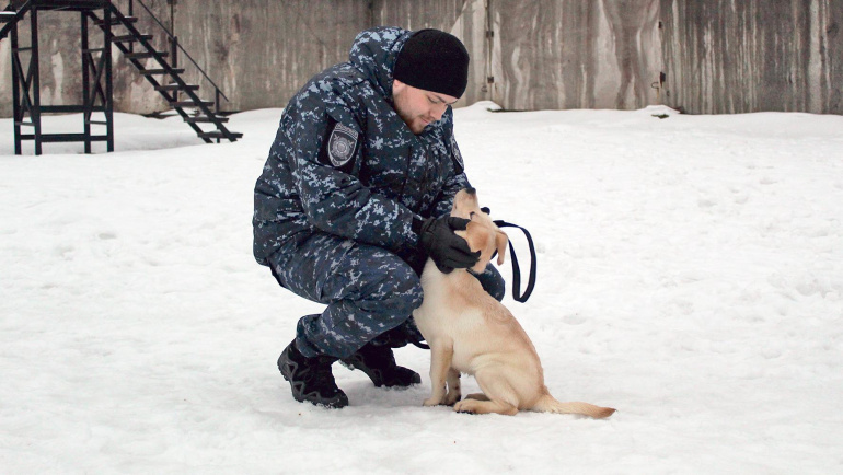 Четыре лапы и хвост