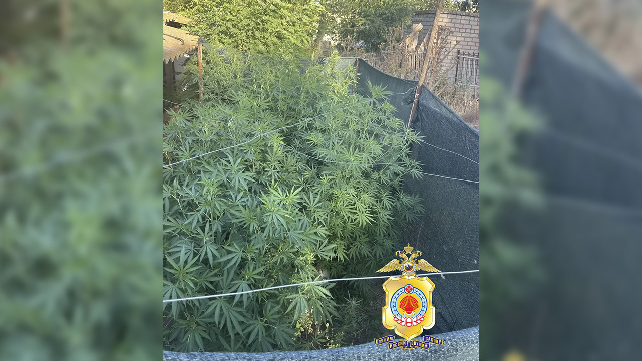 Незаконно хранившееся ружьё, 26 кустов конопли и 3 кг марихуаны нашла полиция у сельчанина из Калмыкии