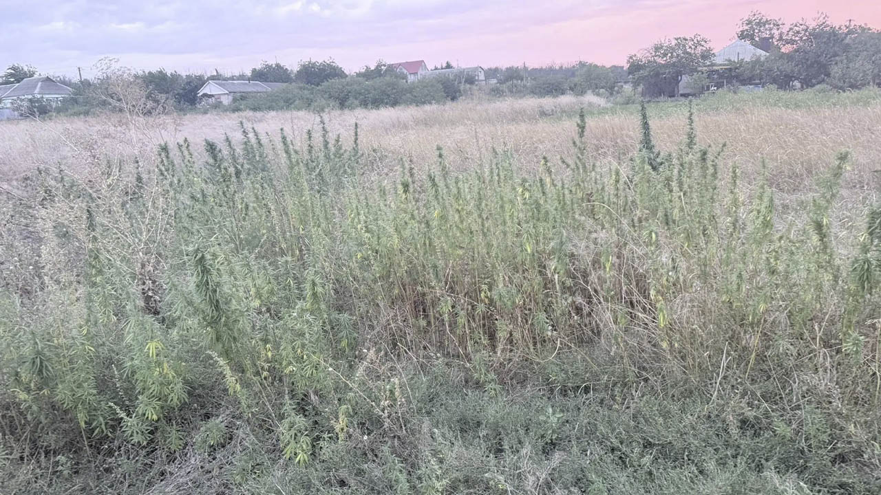 Наркоагроном, выращивавший в огороде 780 кустов конопли, выявлен в Донецкой Народной Республике