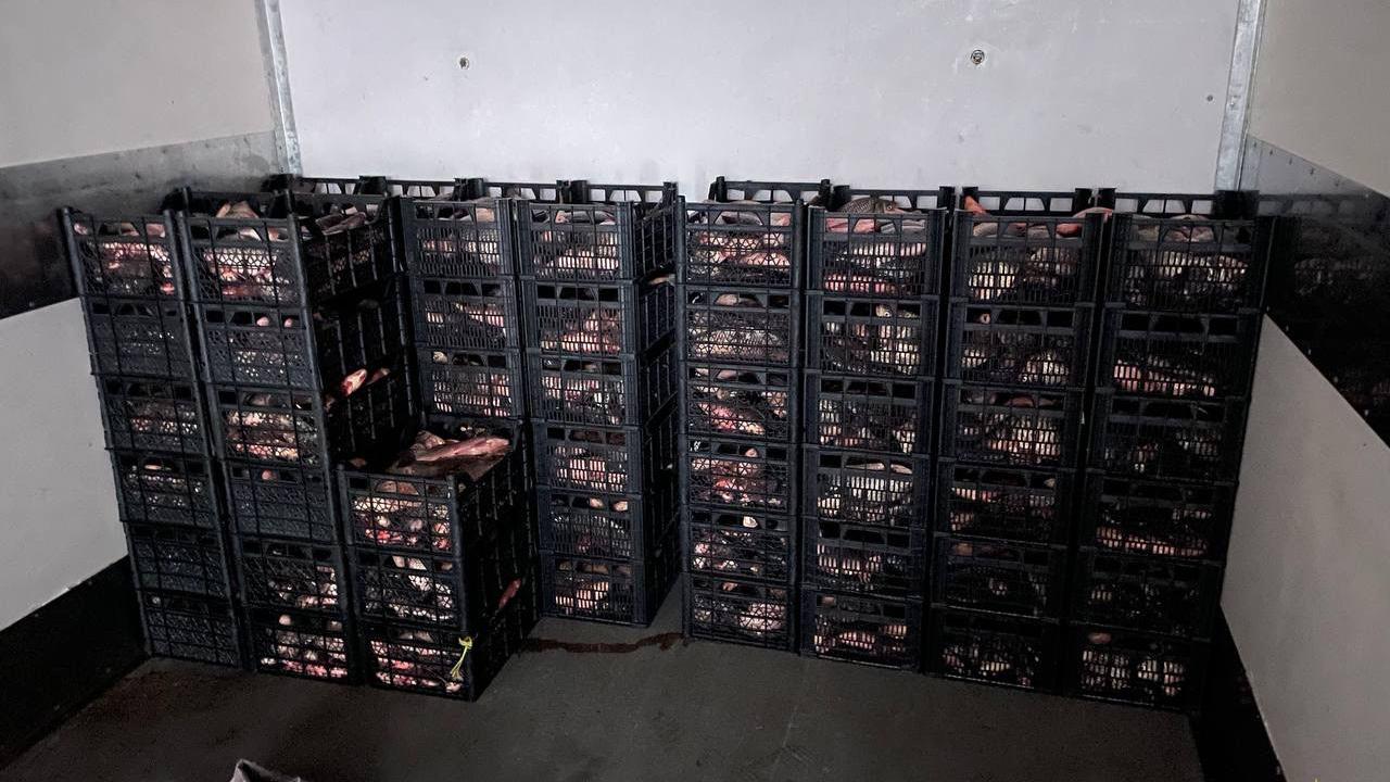 Транспортные полицейские пресекли деятельность трёх подпольных цехов по переработке рыбы в Таганроге