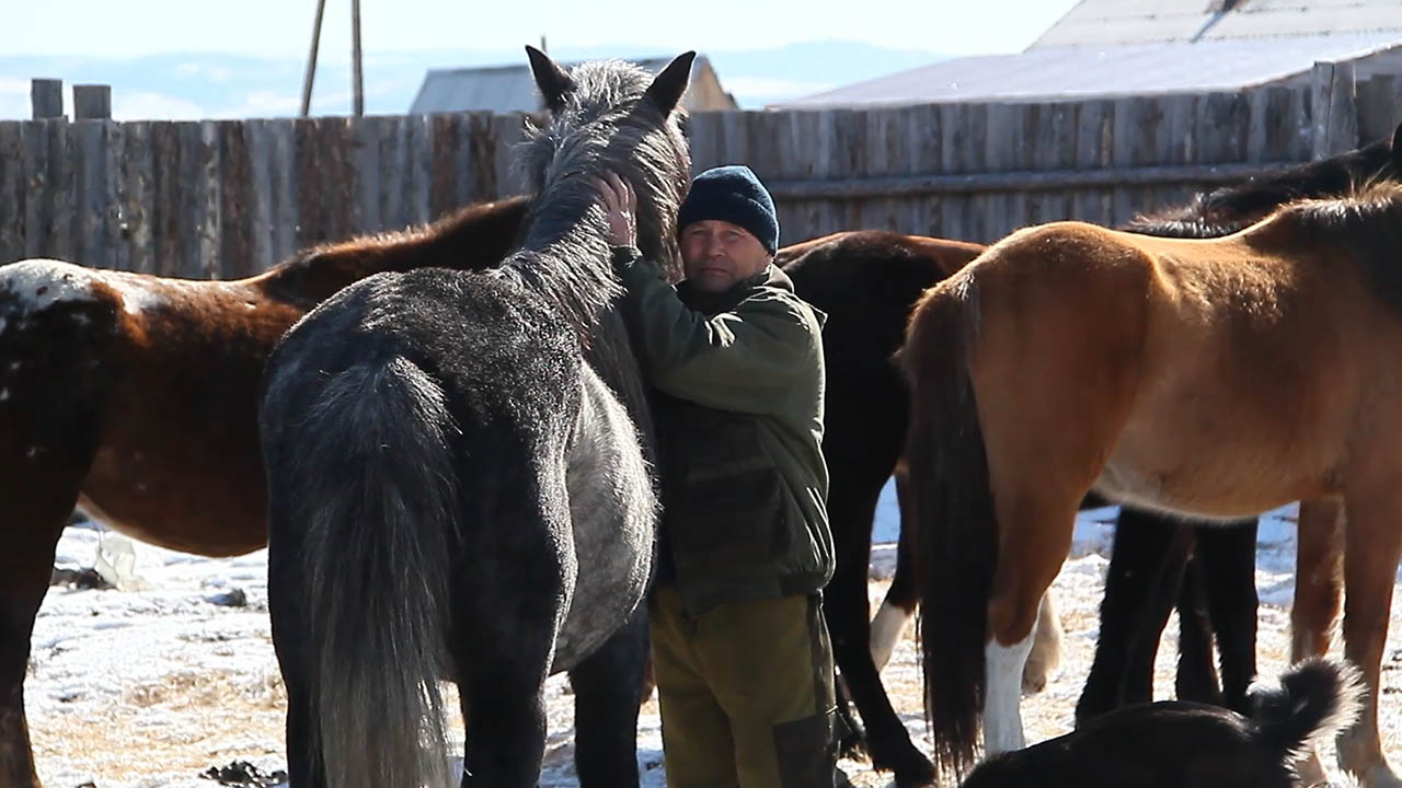 В Забайкалье полицейские вернули конезаводчикам похищенных лошадей