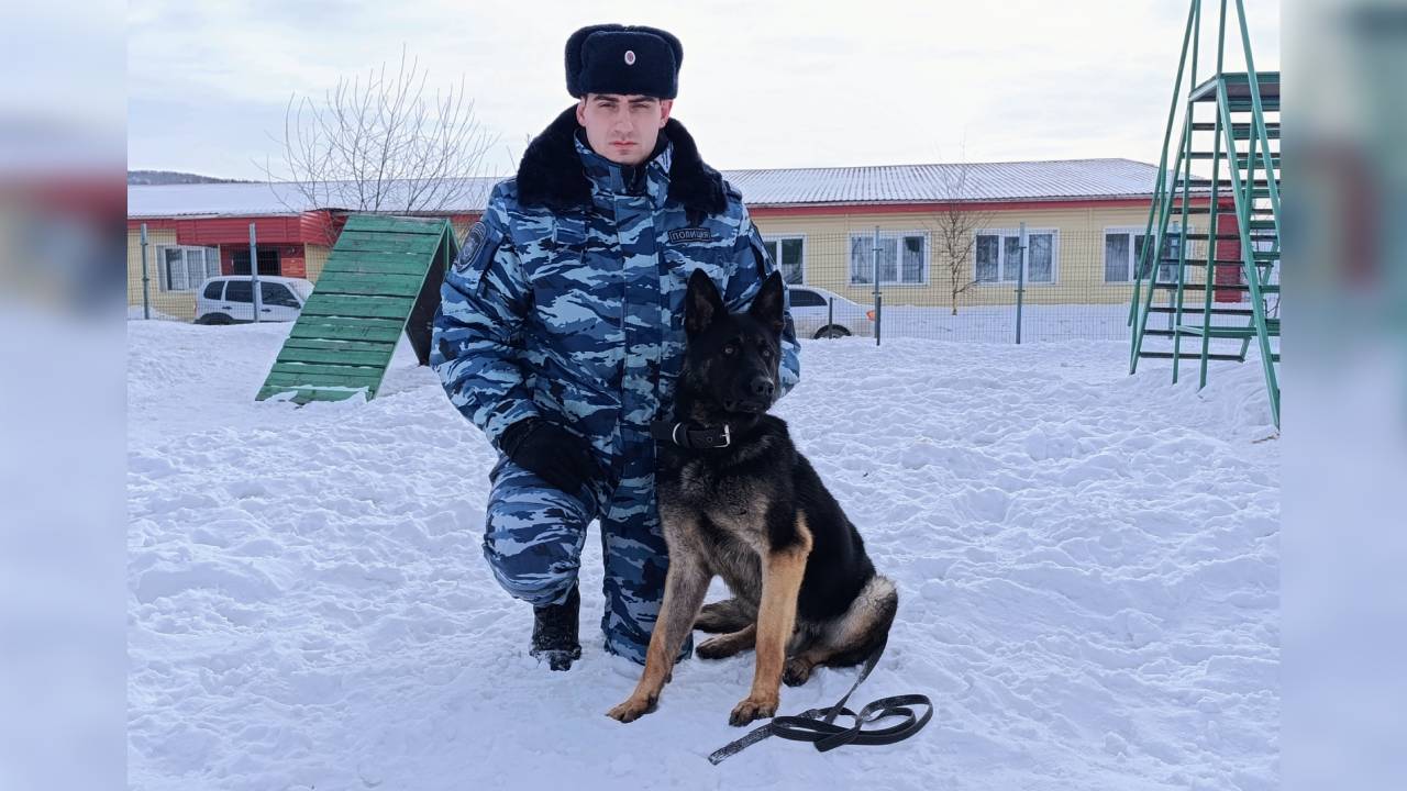 В Магадане служебная собака по кличке Беркут помогла полицейским раскрыть угон иномарки