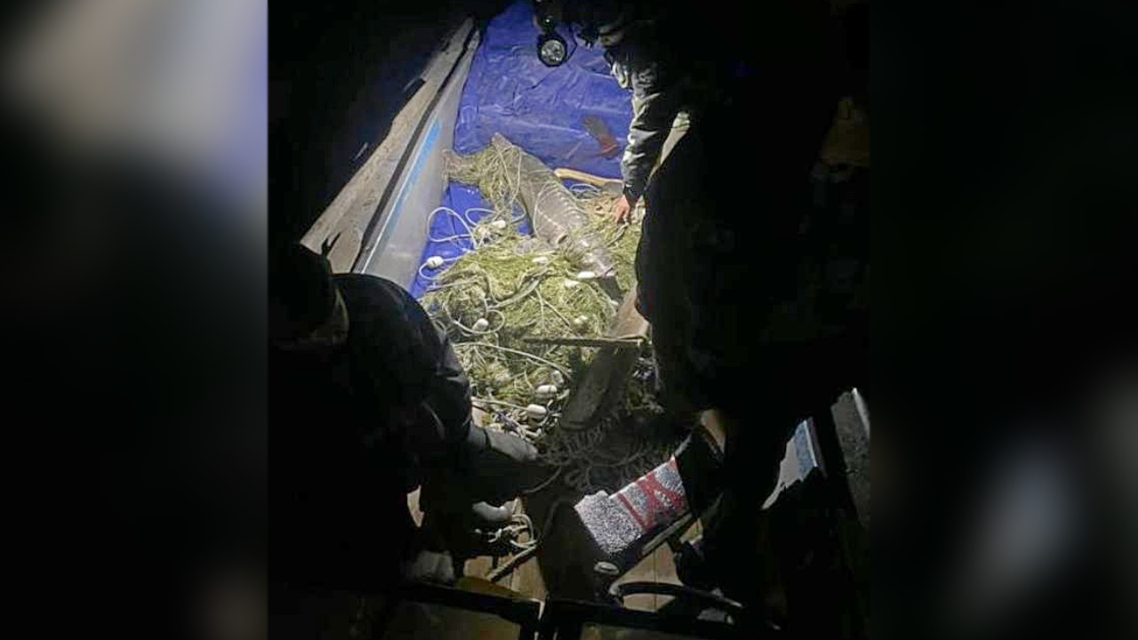 В Хабаровском крае будут судить четырёх браконьеров за незаконный вылов калуги и осетра