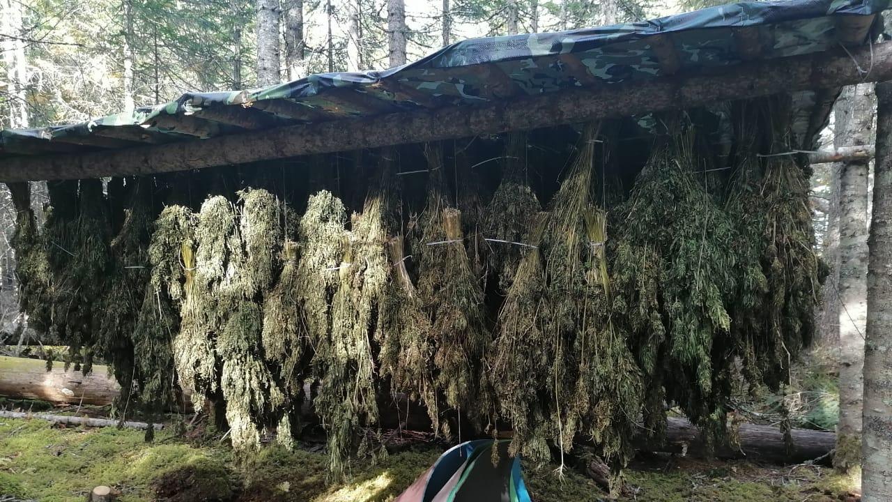 В Хабаровском крае полицейские пресекли заготовку наркосодержащих растений