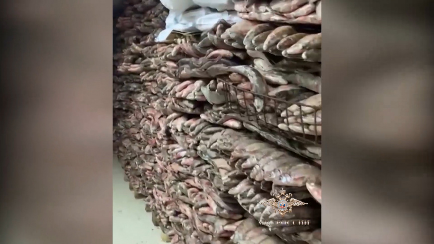 В частном цеху нашли 75 тонн незаконно добытой рыбы