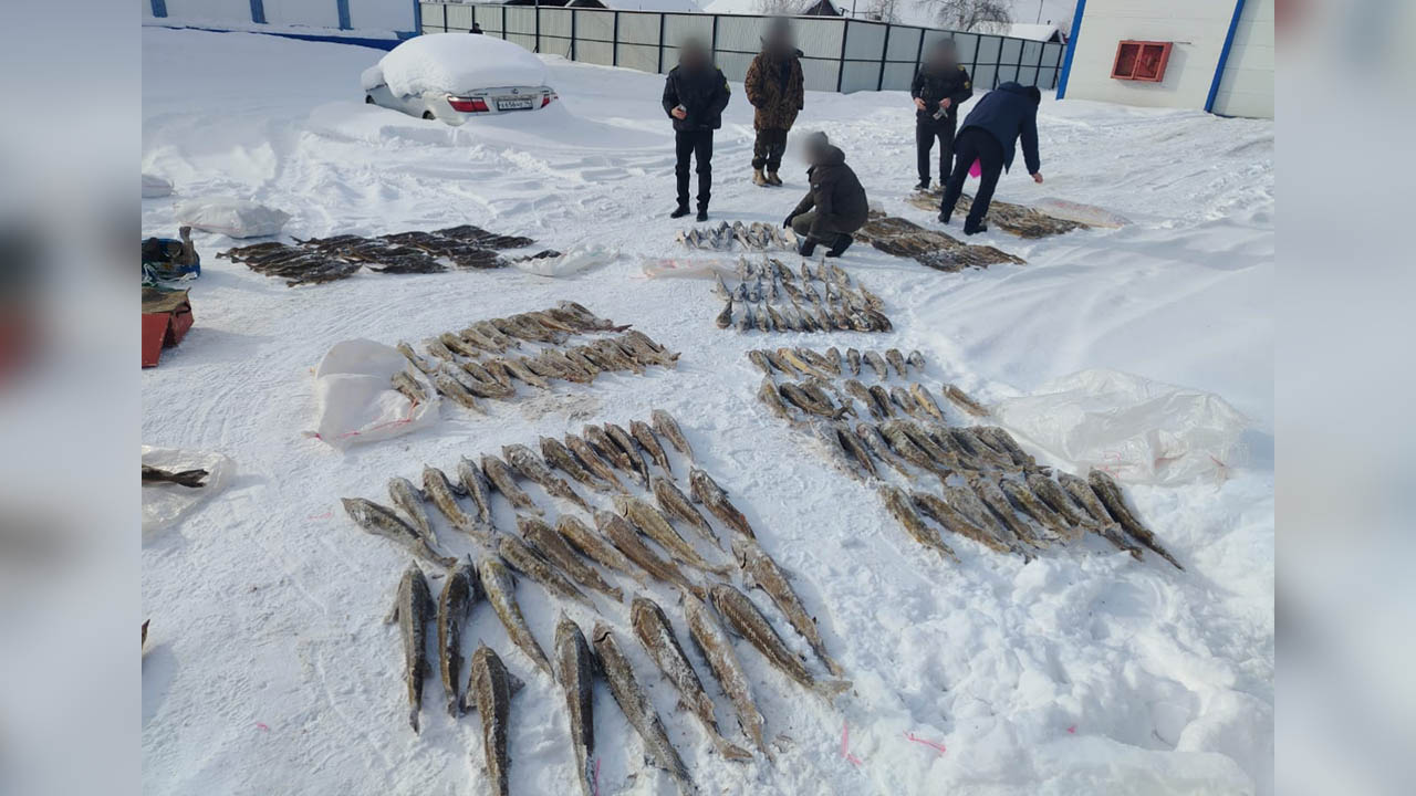 Житель Якутии предстанет перед судом за незаконный вылов 245 особей краснокнижного сибирского осетра
