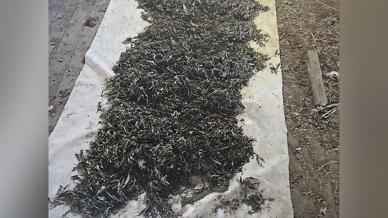 Более 40 кг марихуаны изъяли полицейские у жителя Октябрьского района Приморского края