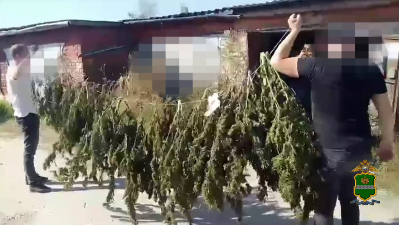 В Калужской области сотрудники полиции нашли в гараже местного жителя свыше 100 кустов конопли