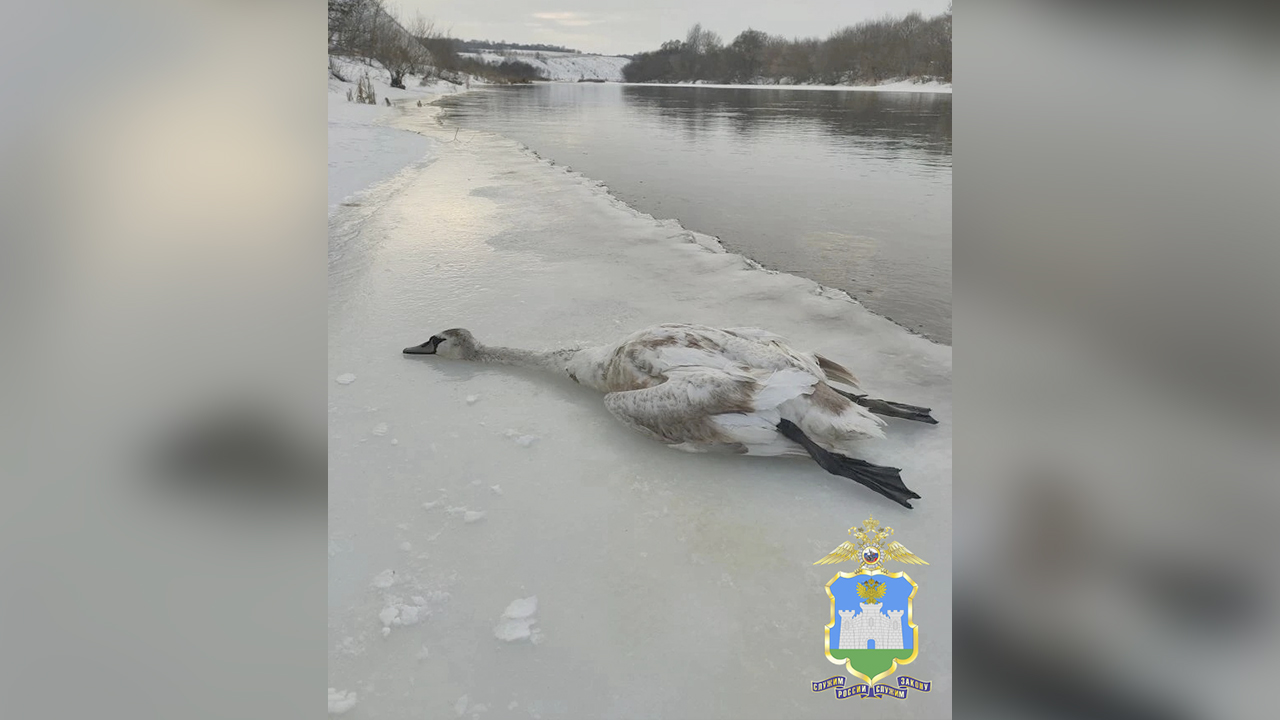Под Орлом рыбак помог полицейским раскрыть факт незаконной охоты на краснокнижного лебедя-шипуна